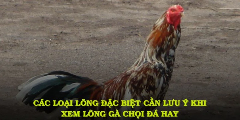Các loại lông đặc biệt cần lưu ý khi xem lông gà chọi đá hay chính xác