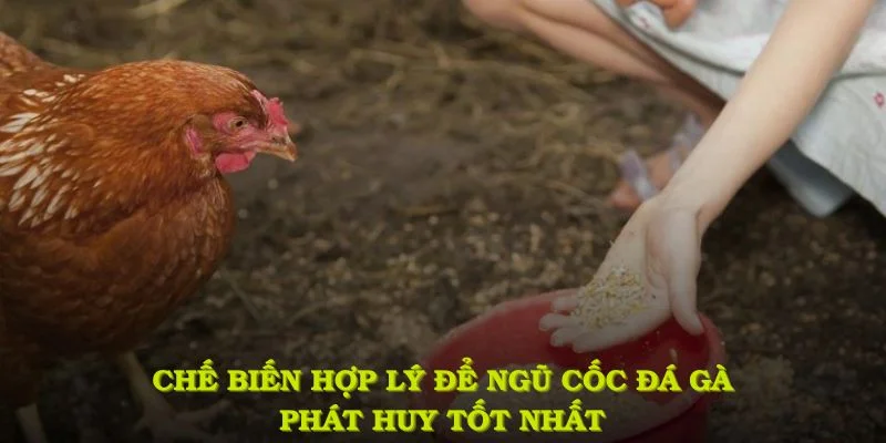 Chế biến hợp lý để ngũ cốc đá gà phát huy tốt nhất công dụng