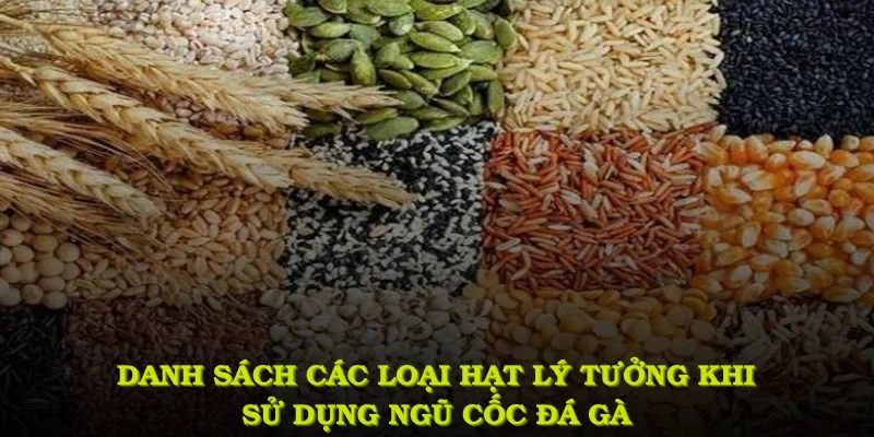 Danh sách các loại hạt lý tưởng khi sử dụng ngũ cốc đá gà gồm những gì