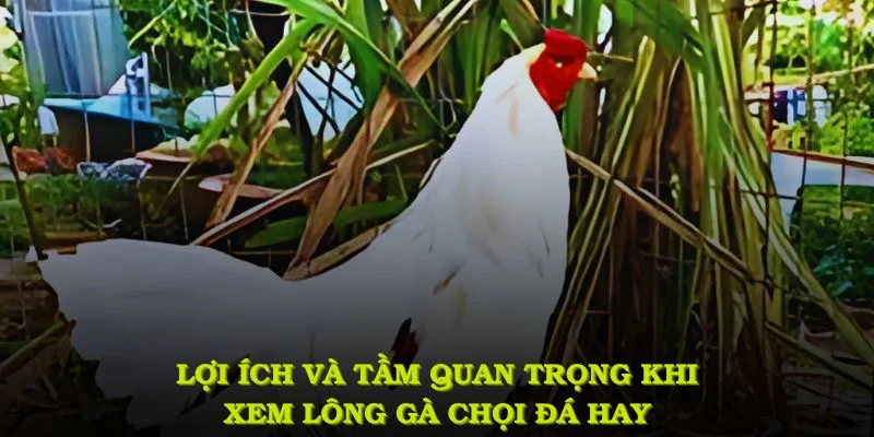 Hiểu rõ lợi ích và tầm quan trọng khi xem lông gà chọi đá hay hiệu quả