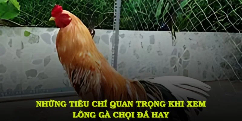 Những tiêu chí quan trọng khi xem lông gà chọi đá hay không nên bỏ qua